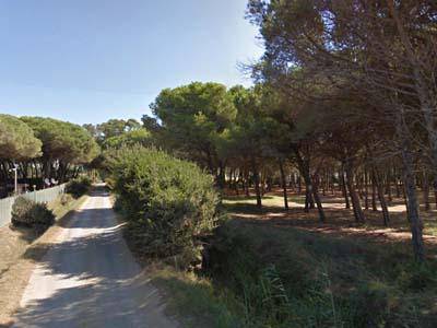 Civitavecchia, Menditto (M5S): “L’intervento alla Frasca ha come obiettivo la sopravvivenza della pineta”