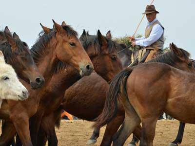 #Montalto, tutto pronto per Maremma d’aMare, la fiera delle tradizioni