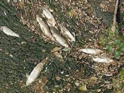 Continuano le indagini della Guardia Costiera sulla moria di pesci alla Frasca