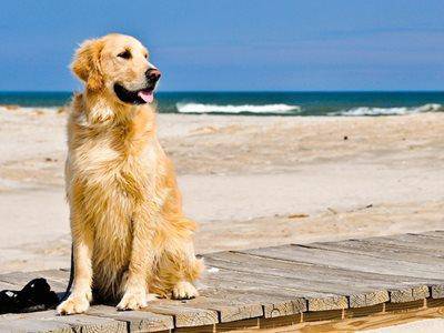 Estate 2016,  le novità per i cani in spiaggia