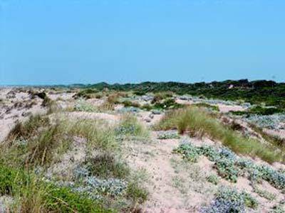 Focene, Chiodi: “Nuovo sopralluogo per il progetto di manutenzione e pulizia dune”