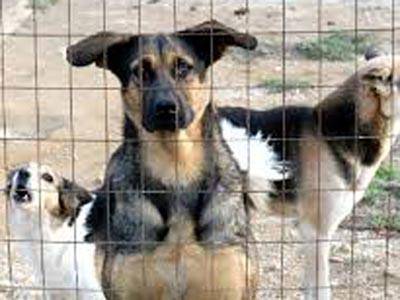 Nettuno, una raccolta fondi per animali abbandonati: l’iniziativa dell’Arca di Rita