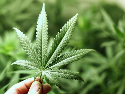 #Fiumicino, scoperta piantagione di cannabis,  sequestrati 154 chili di arbusti