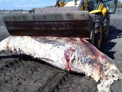 Tarquinia Lido, Polizia Locale e Prociv comunale recuperano carcassa di delfino