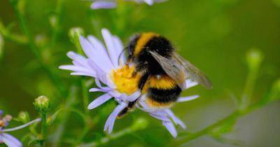 Allarme pesticidi: api in estinzione
