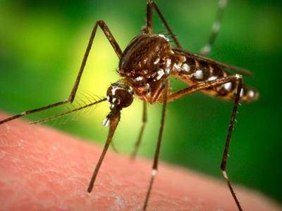 Chikungunya ad #Anzio, Santori e Di Fede “Informare per fermare l’allarme nella popolazione”