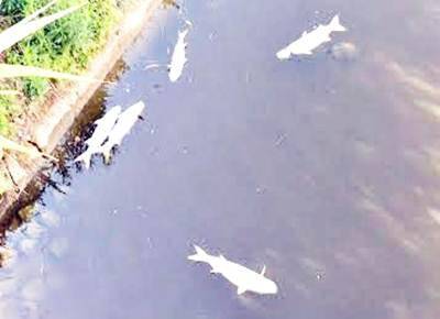 Moria di pesci nei canali di bonifica all’Isola Sacra