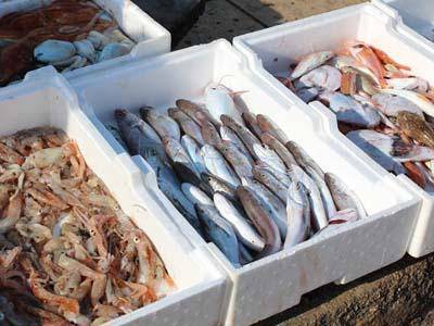 Sequestrati oltre 46 Kg di pesce dalla Guardia Costiera