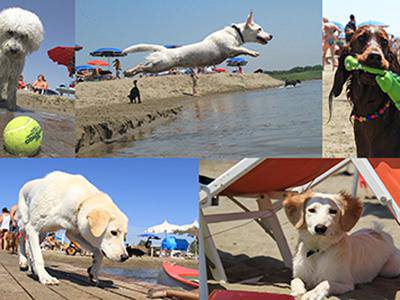 Spiaggia riservata ai cani al Lido