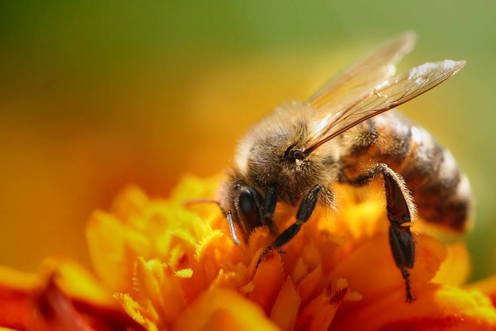 Le api stanno scomparendo. Colpa dei pesticidi