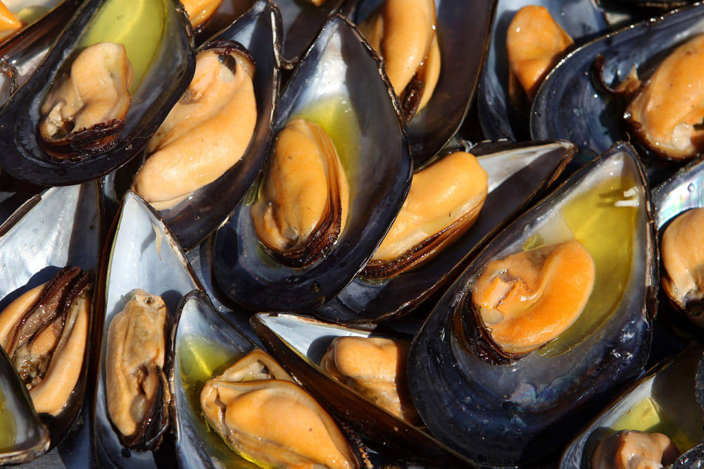 Un allevamento di cozze a Castelsecco: il progetto del Comune di Santa Marinella