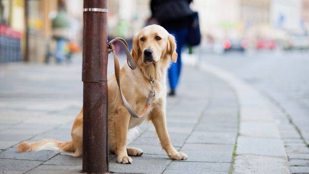 Cani abbandonati, una piaga costante