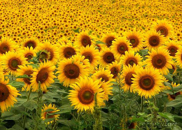 Ecco perché girano i girasoli