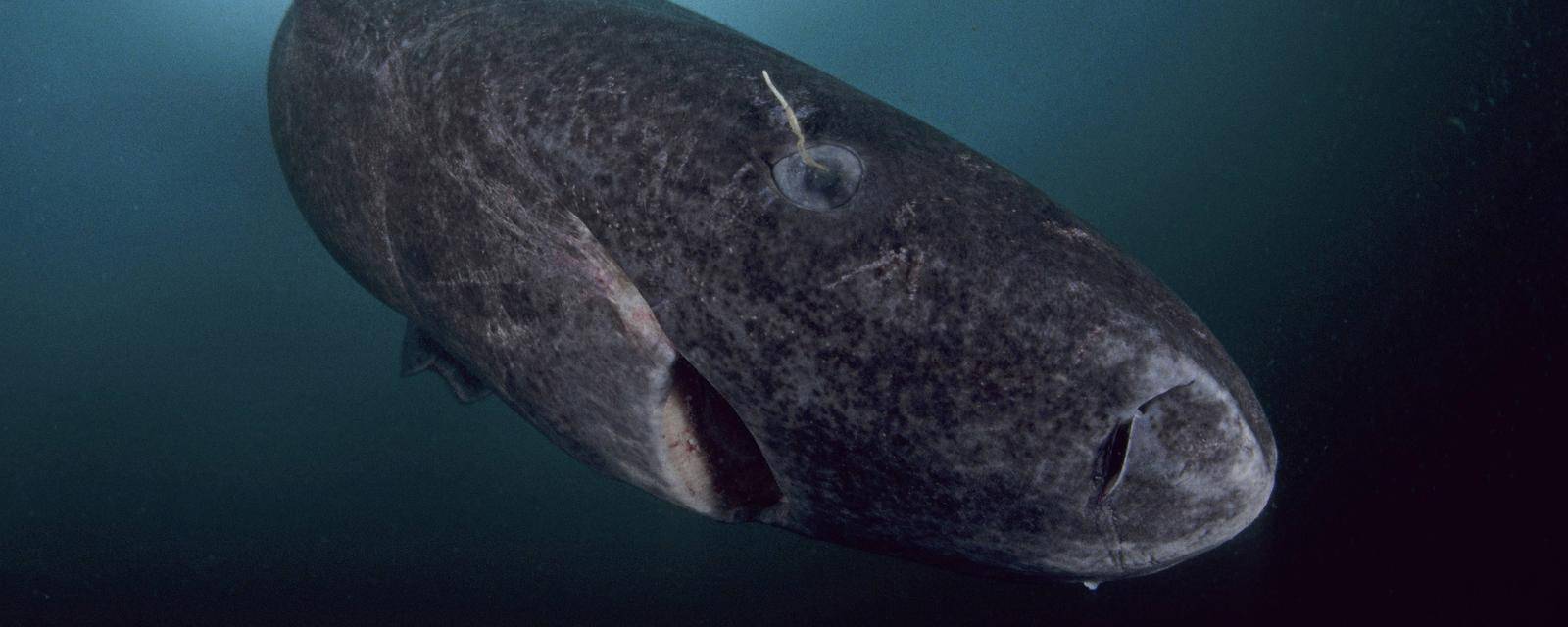 Scoperti squali della #Groenlandia di 400 anni