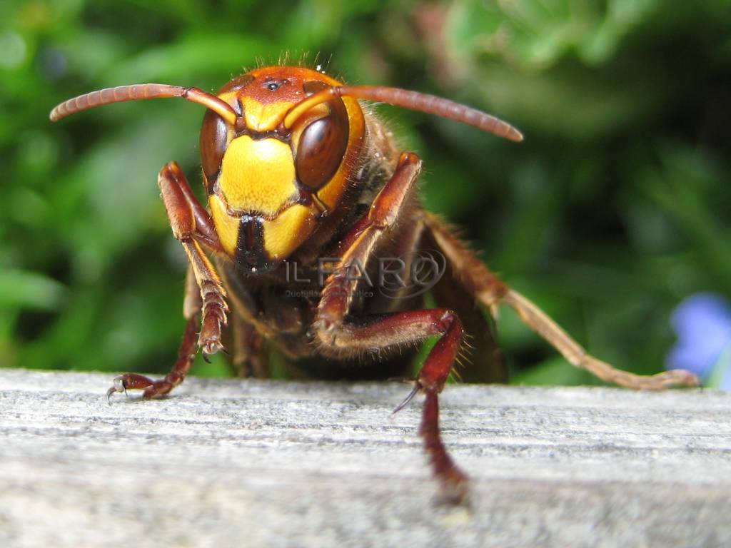 Attaccato dalle vespe, giardiniere muore a #modena per choc anafilattico