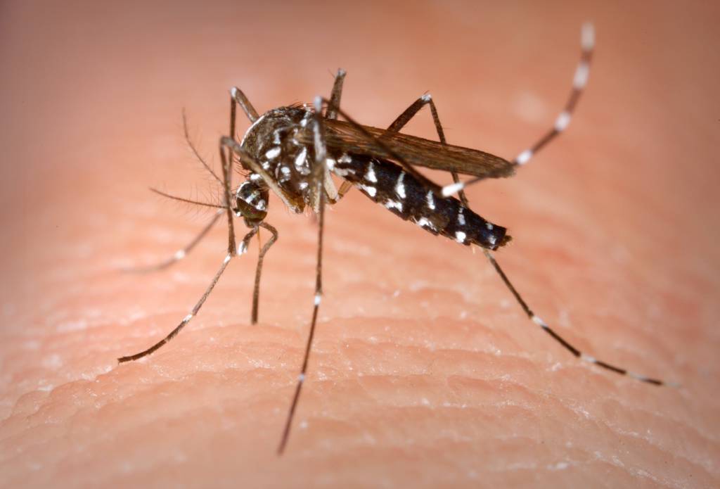 #Nettuno, due casi confermati di contagio da virus Chikungunya