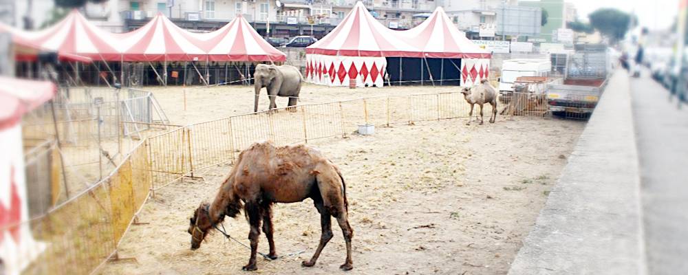 M5stelle: “Chi ha autorizzato il circo con animali a #fiumicino?”