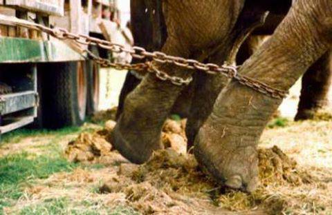 #fiumicino, Montino: “Aprirò una verifica sulle procedure che hanno autorizzato il circo con gli animali”