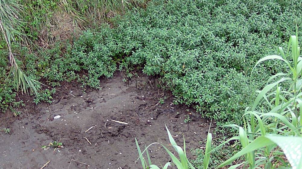 Pulizia canali di bonifica, piante infestanti