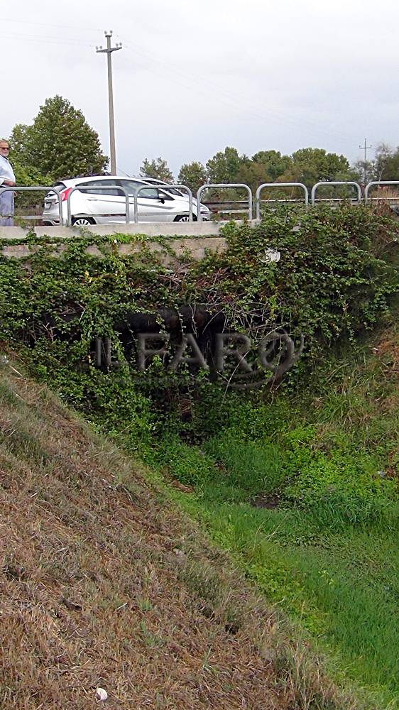 #fiumicino, piante infestanti nei canali di bonifica