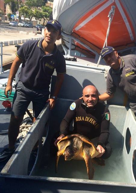 #gaeta, i finanzieri salvano una tartaruga trovata in pessime condizioni