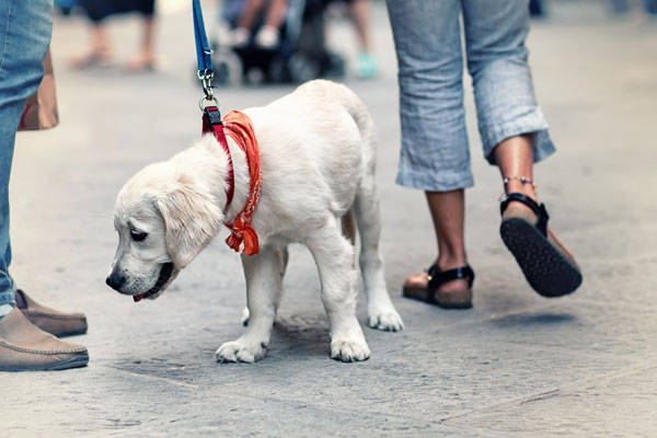 Regione Lazio, Corrotti (Lega): “Tutelare la professione di dog sitter”