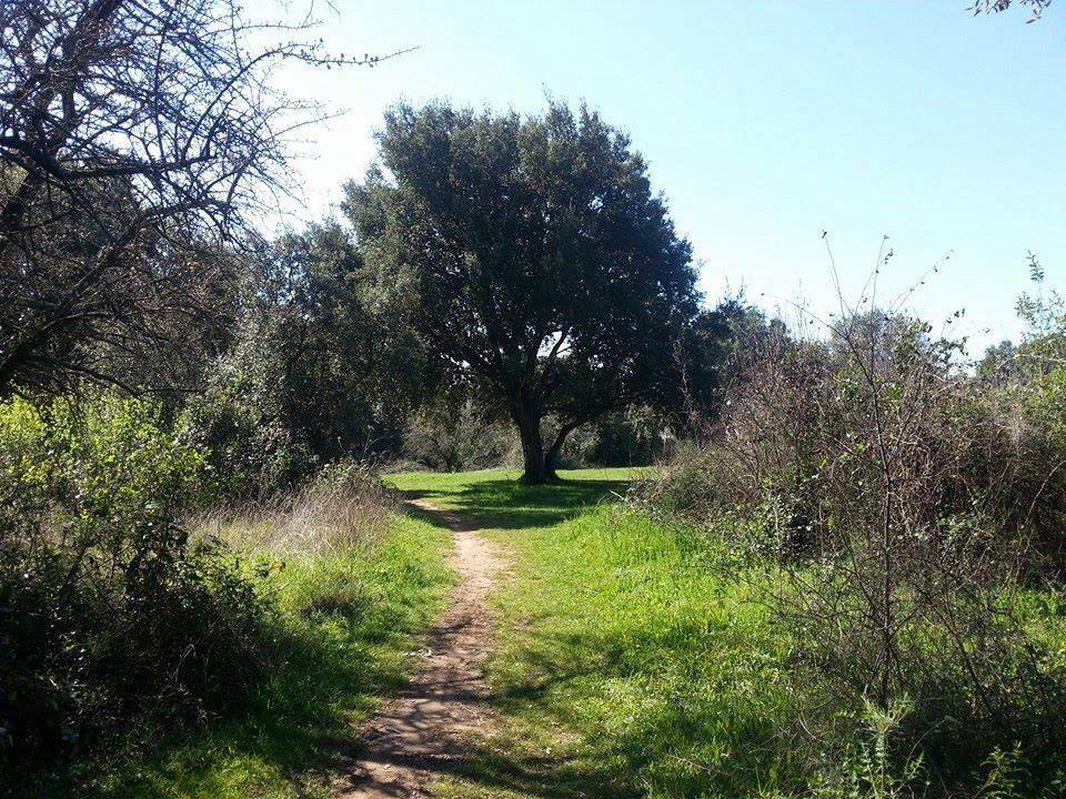 Parco della Sughereta, Miccoli: “Il Sindaco di #Pomezia ringrazi la Regione Lazio, il M5S ha votato contro il parco”