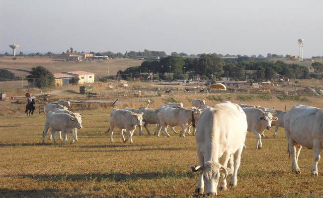 Tromba d’aria a #Cerveteri: in ginocchio le aziende agricole