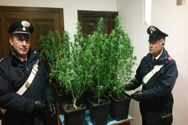 #San Felice Circeo: arrestato 46enne per detenzione e coltivazione di marijuana