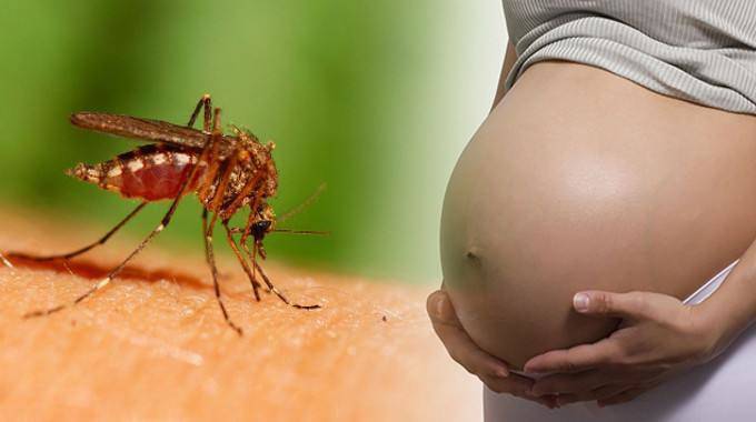 Oms, il virus Zika non è più un’emergenza globale