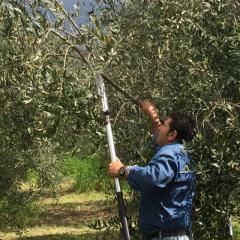 Coldiretti: l’oliva di #Gaeta è un prodotto Dop