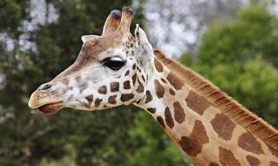 Allarme dei biologi, le giraffe sono a rischio estinzione
