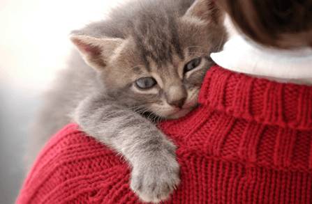 Colonie feline a #Fiumicino, Ferreri: ‘Cartelli di segnalazione disponibili in Comune’