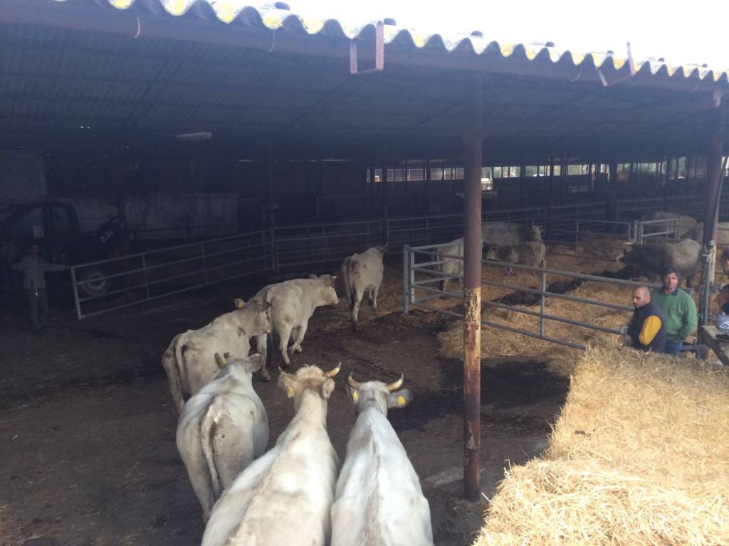 Emergenza terremoto: l’azienda agricola #Maccarese “adotta” 34 bovini di un allevamento di Amatrice