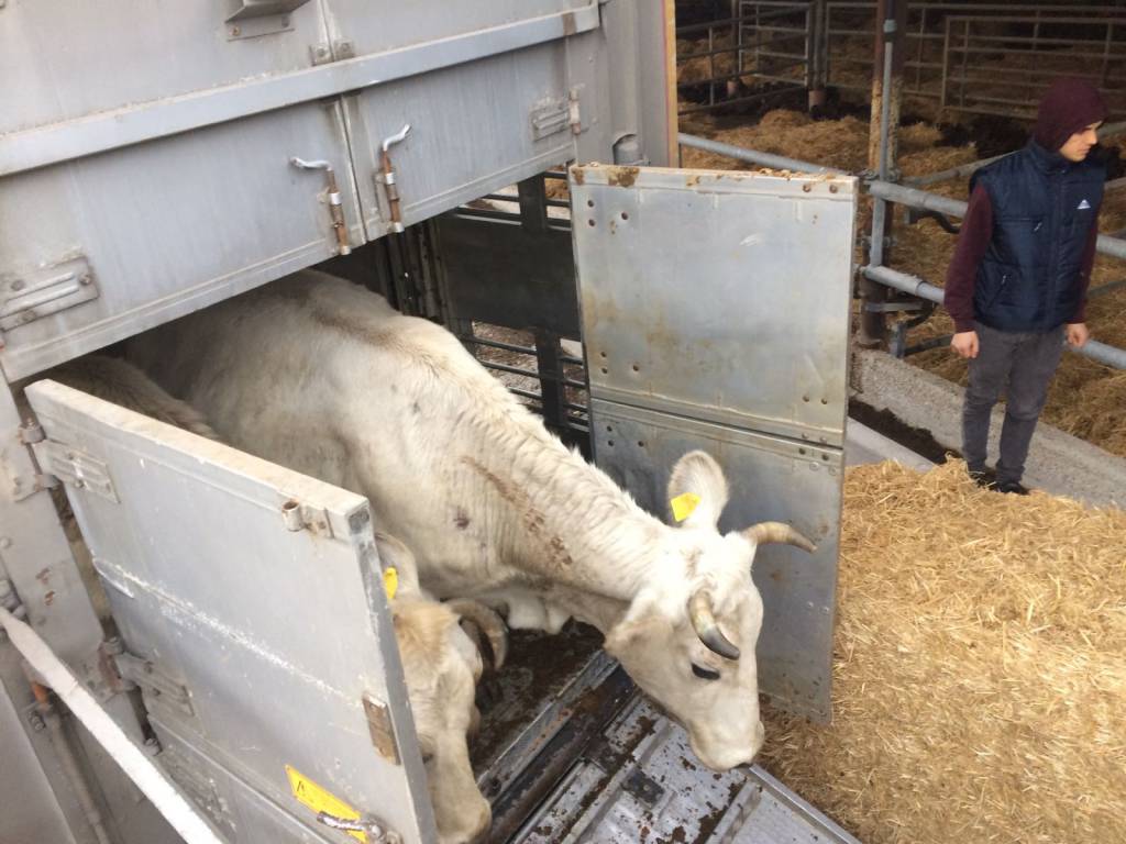 Emergenza terremoto: l’azienda agricola #Maccarese “adotta” 34 bovini di un allevamento di Amatrice