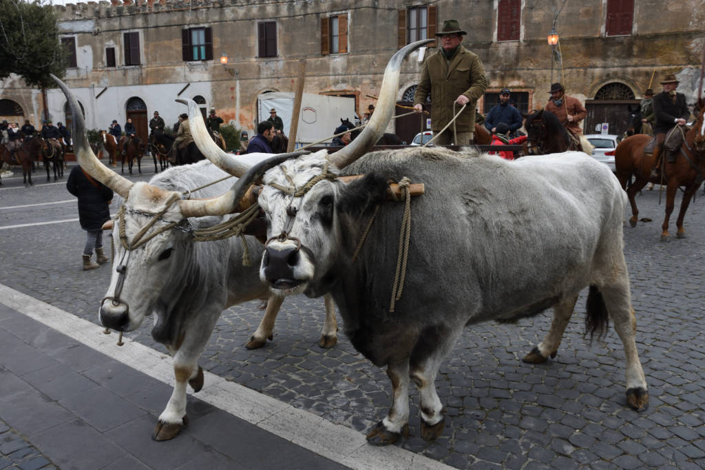 Mucche, asini, pecore e maiali in piazza San Pietro