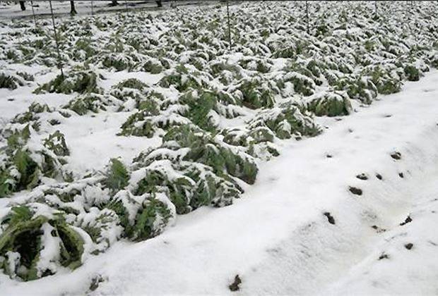 #Agricoltura, gelo e neve, ortaggi ko, i prezzi schizzano del 200%