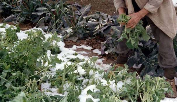 #Tarquinia, agricoltura in ginocchio: bruciati ettari di finocchi e carciofi, compromesso in parte il raccolto dei broccoli
