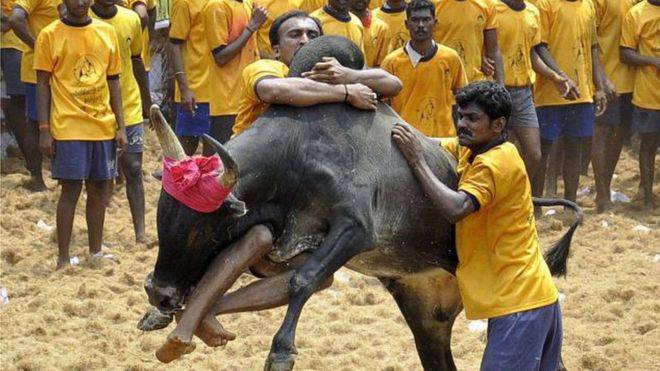 #India, cercano di ammansire un toro, due giovani morti in Tamil Nadu