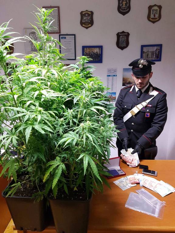 “Coltivatore diretto” di marijuana arrestato a Fregene