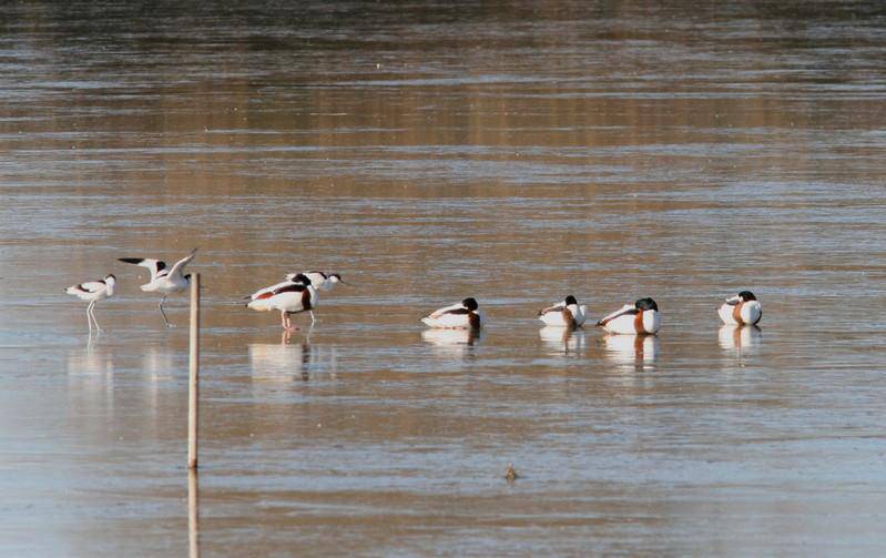 Ghiacciati gli invasi dell’Oasi Wwf, gli uccelli ‘pattinano’ a #Macchiagrande