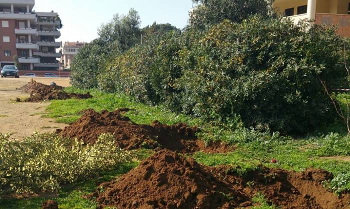 Nuove piante a #Pomezia, messe a dimora 231 alberature nelle ultime settimane