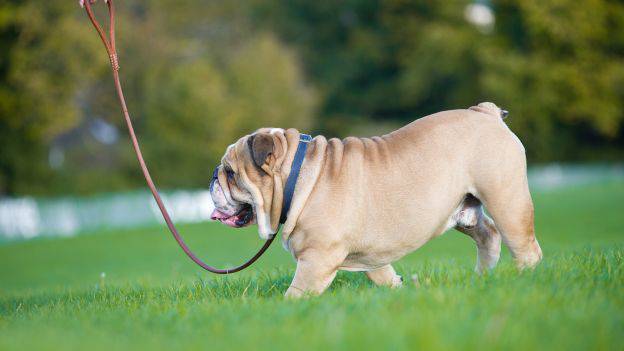 Montino: “Il regolamento prevede che nei parchi di #Fiumicino i cani siano portati al guinzaglio”