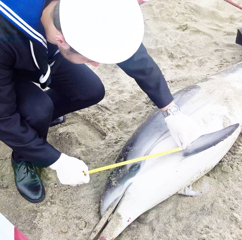 #Maccarese, la Guardia costiera ritrova spiaggiato un raro esemplare di delfino