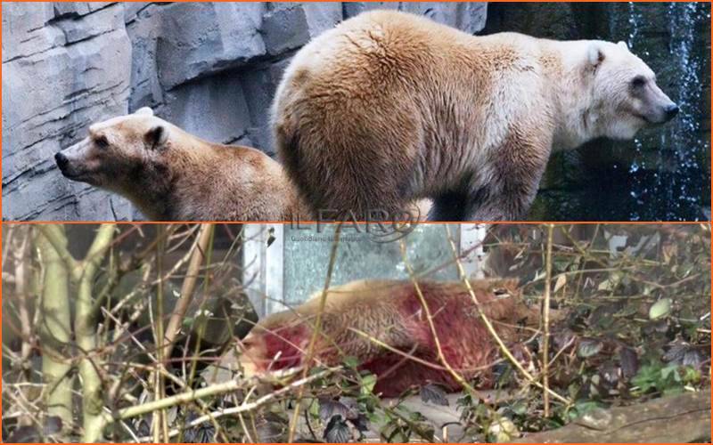 Orso scappa da uno zoo in #Germania, abbattuto