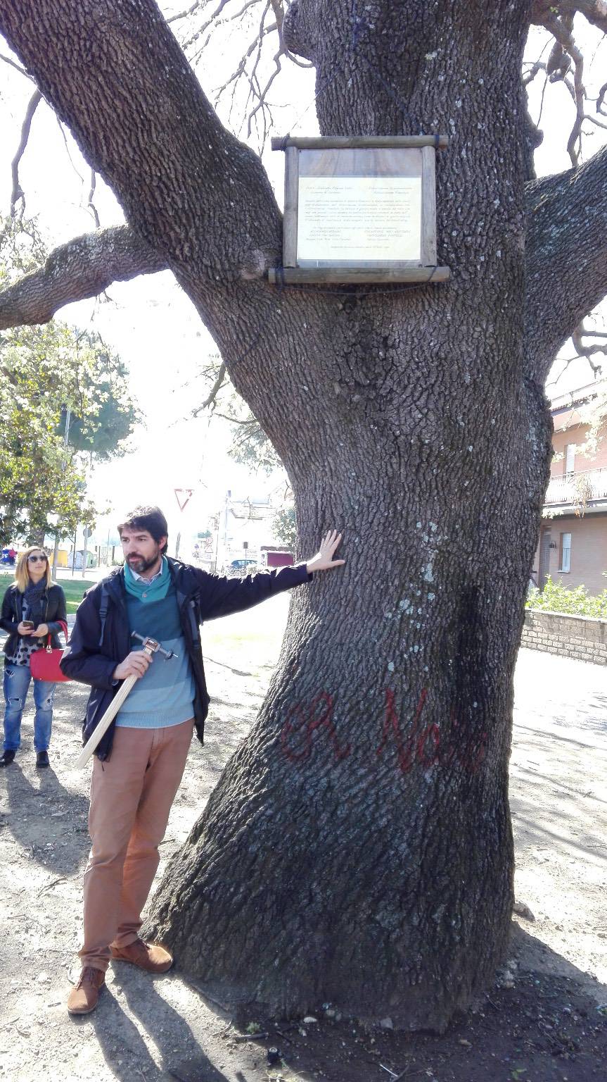 #Cerveteri, la Quercia di Largo Almunecar candidata ad Albero Monumentale d’Italia