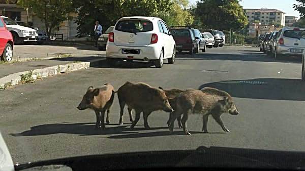 Invasione di cinghiali a #Roma, il Campidoglio pensa alla sterilizzazione