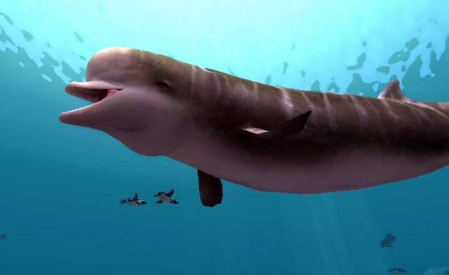 Avvistata nell’Oceano Atlantico una strana specie di balena