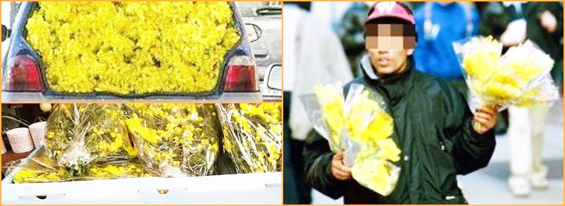 #Fiumicino, scoppia la “guerra delle mimose”. Nel mirino l’impunità per gli ambulanti stranieri e le “vessazioni” per i negozianti