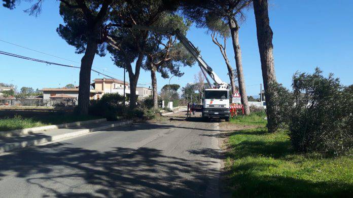 A #SanFelice l’avvio della potatura dei pini di via Monte Circeo